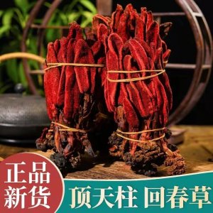 回春草 正宗不老草粉云南野生草蓯蓉粉泡 酒料煲湯泡水 批發零售